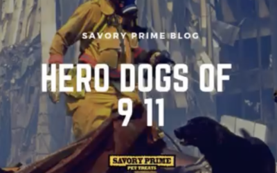 K-9 Sgt. Lanzer Remembers 9-11